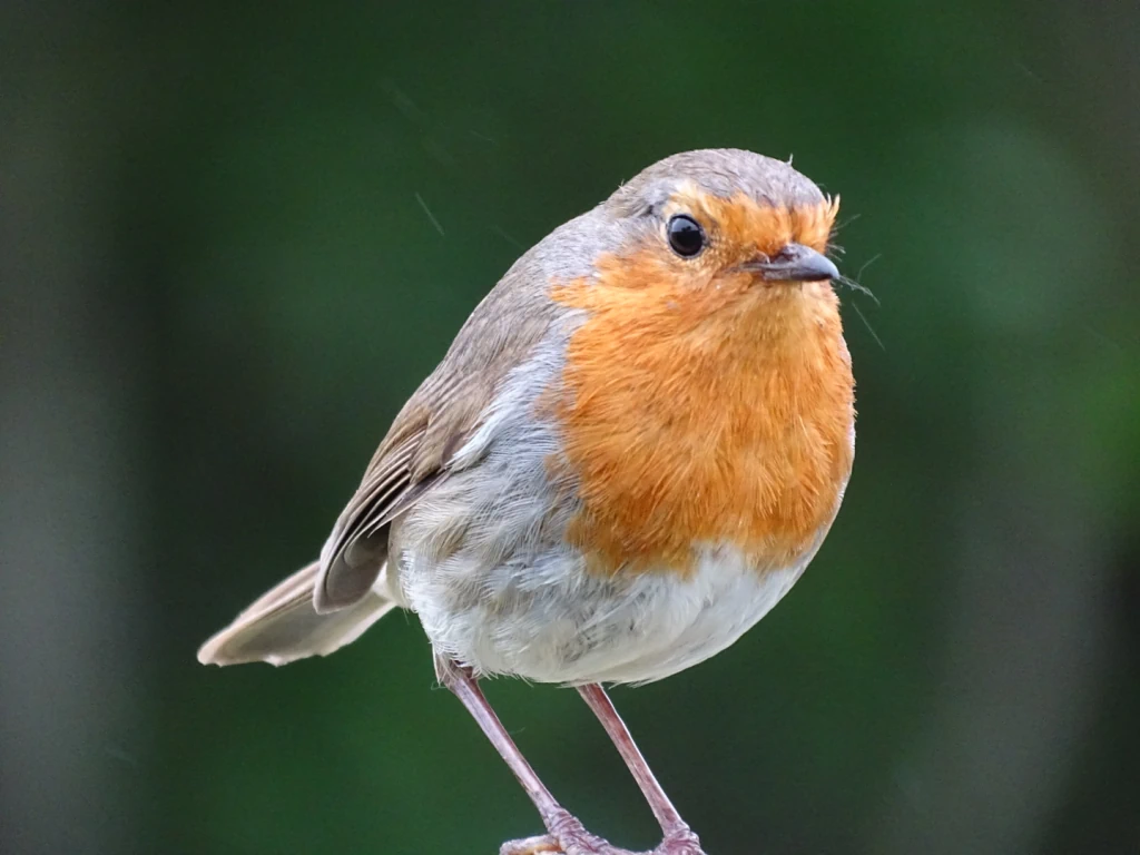 A photo depicticting the early morning birdsong walk 