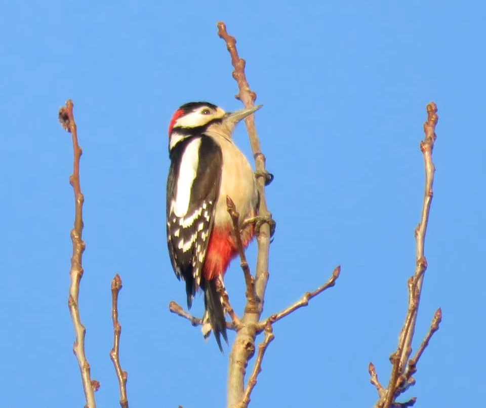 A photo depicticting the birdsong identification walk 