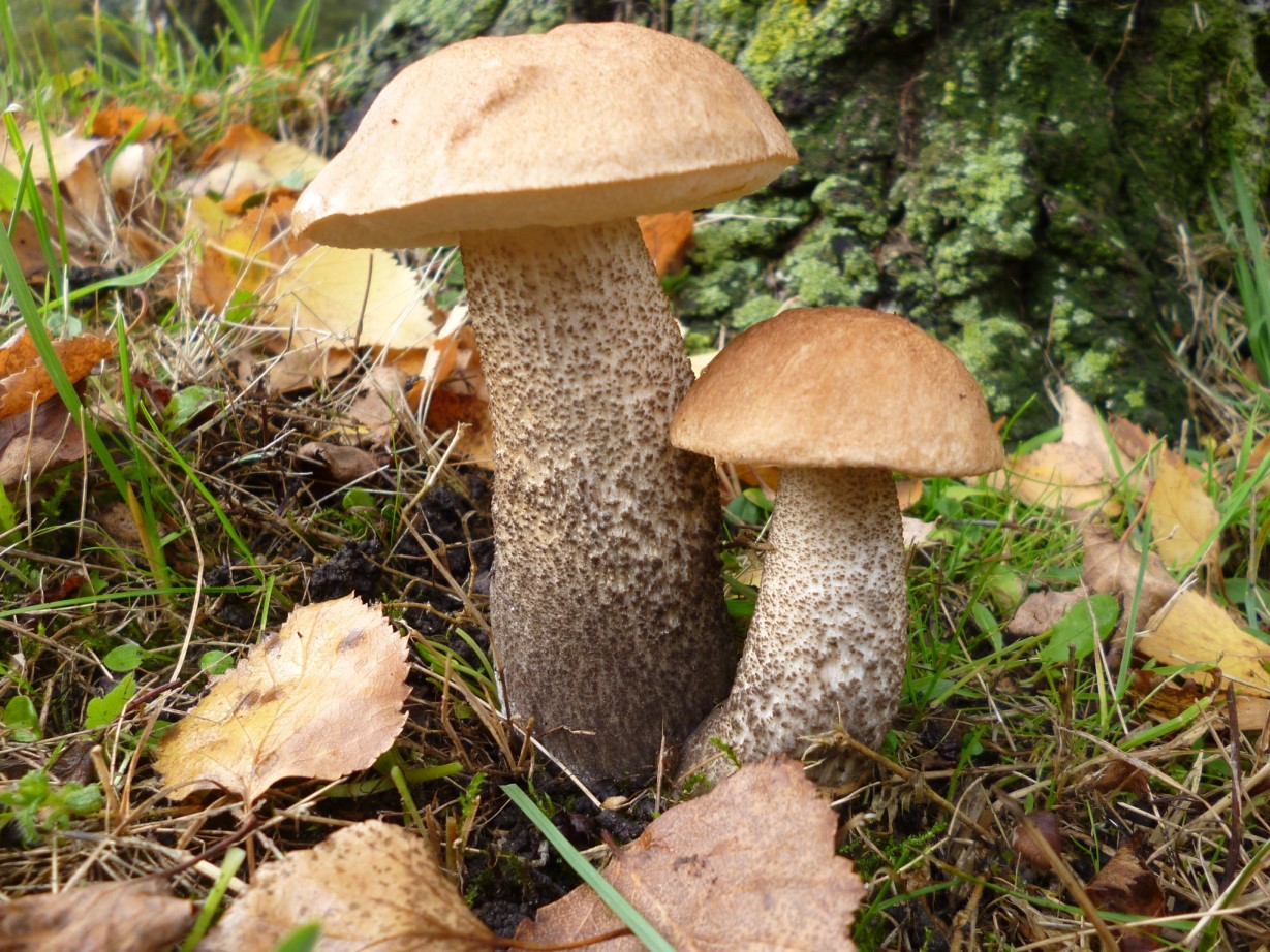 A photo depicticting the fungi walk 