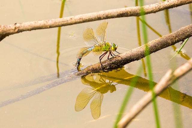 A photo depicticting the pond dipping for all ages 