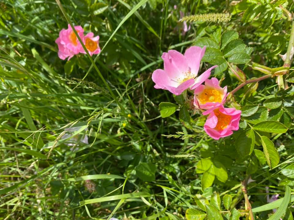 A photo depicticting the wildflower walk 