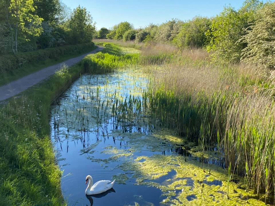 A swan on Grantham Canal in Cotgrave Country Park